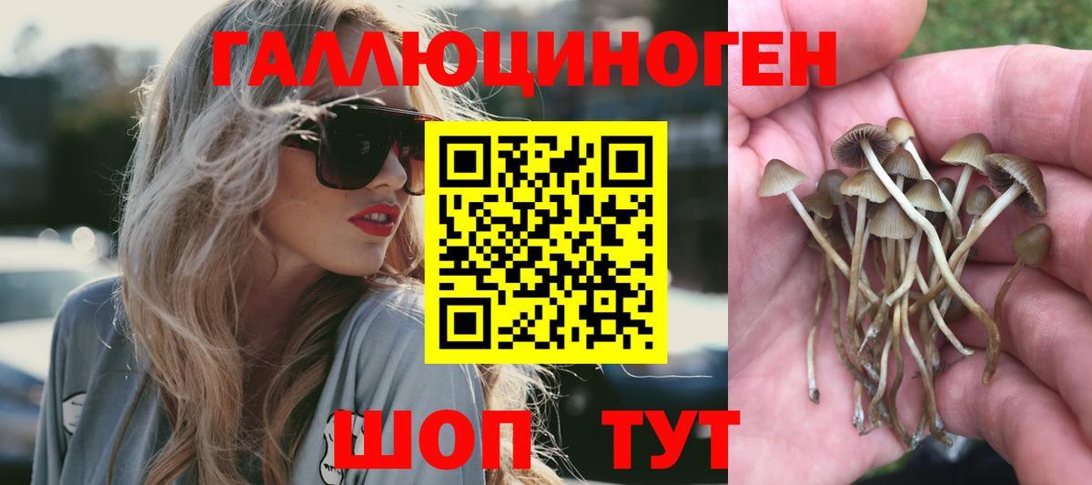 Галлюциногенные грибы GOLDEN TEACHER  Галлюциногенные грибы MAGIC MUSHROOMS  где найти   Вход с VPN  Камышлов 
